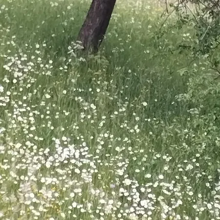 у ондраша * Jasina